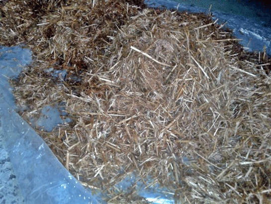 Mantar Kompostu